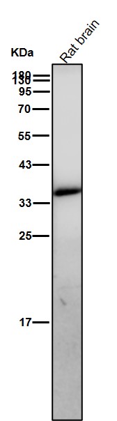 AMPK beta 1 Ab