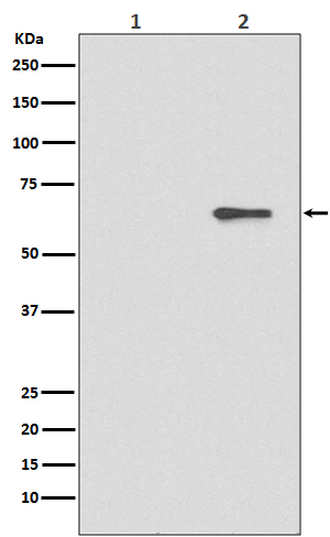 p-AMPK alpha 2 (S491) Ab