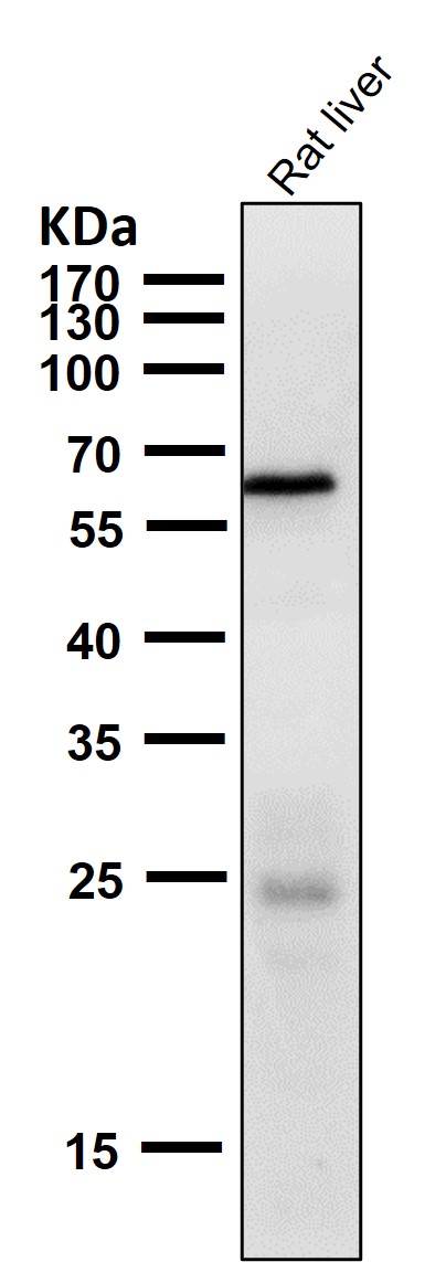 p-AMPK alpha 2 (S491) Ab