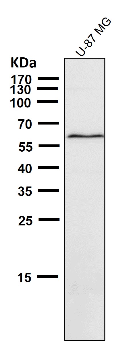 p-AMPK alpha 2 (S491) Ab