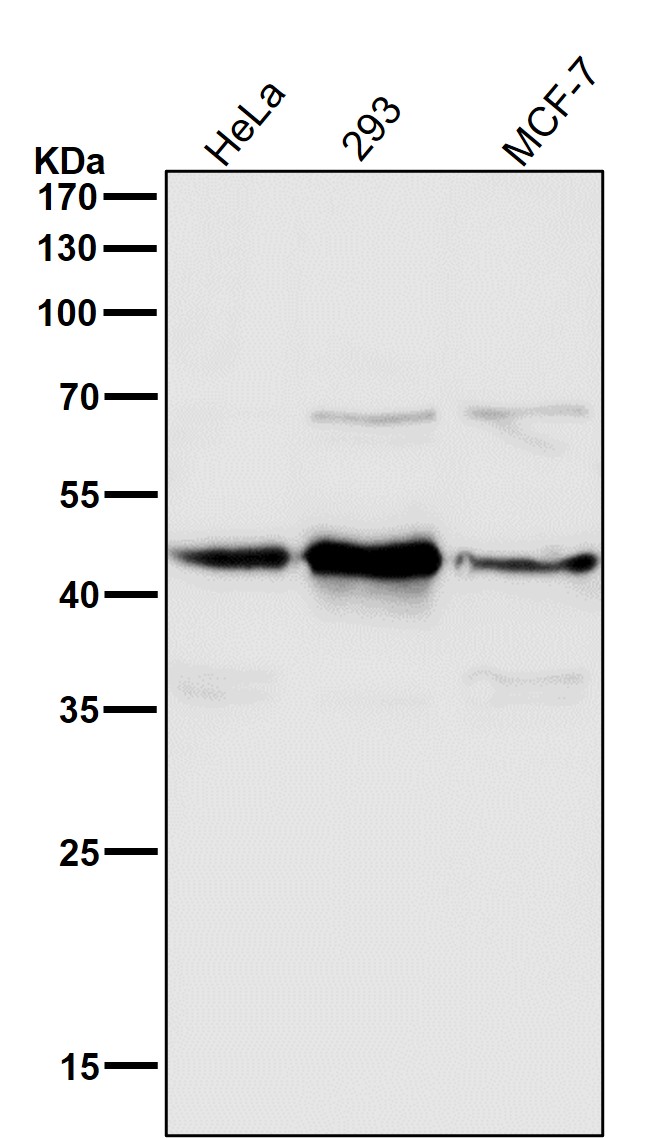 HDAC8 Ab