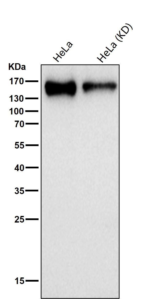 HDAC4 Ab