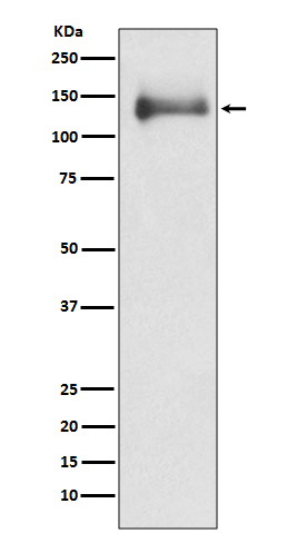 HDAC4 Ab