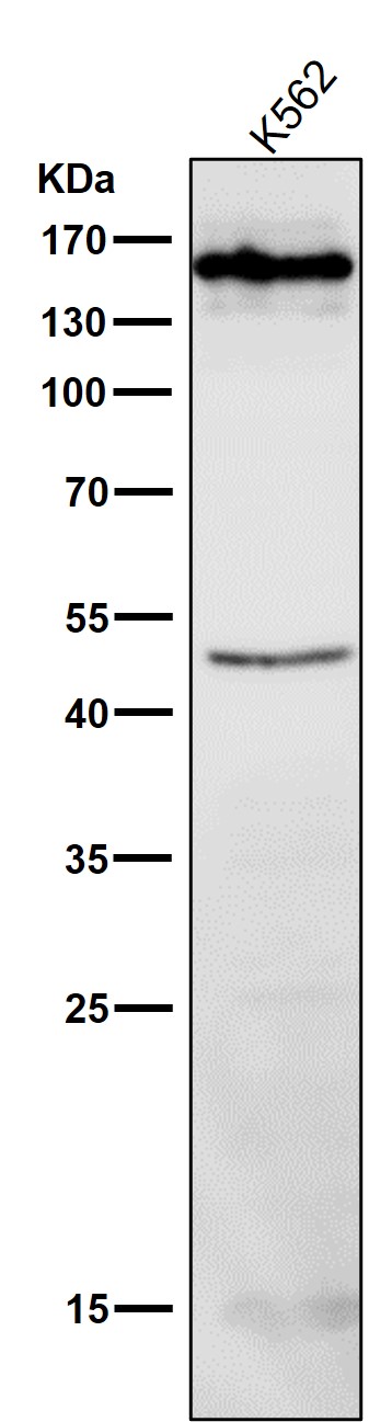 HDAC4 Ab