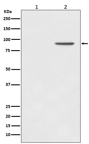 p-STAT1 (Y701) Ab