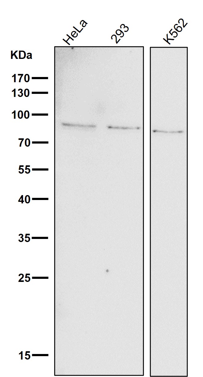 p-STAT1 (Y701) Ab