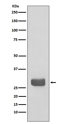 14-3-3 epsilon Ab