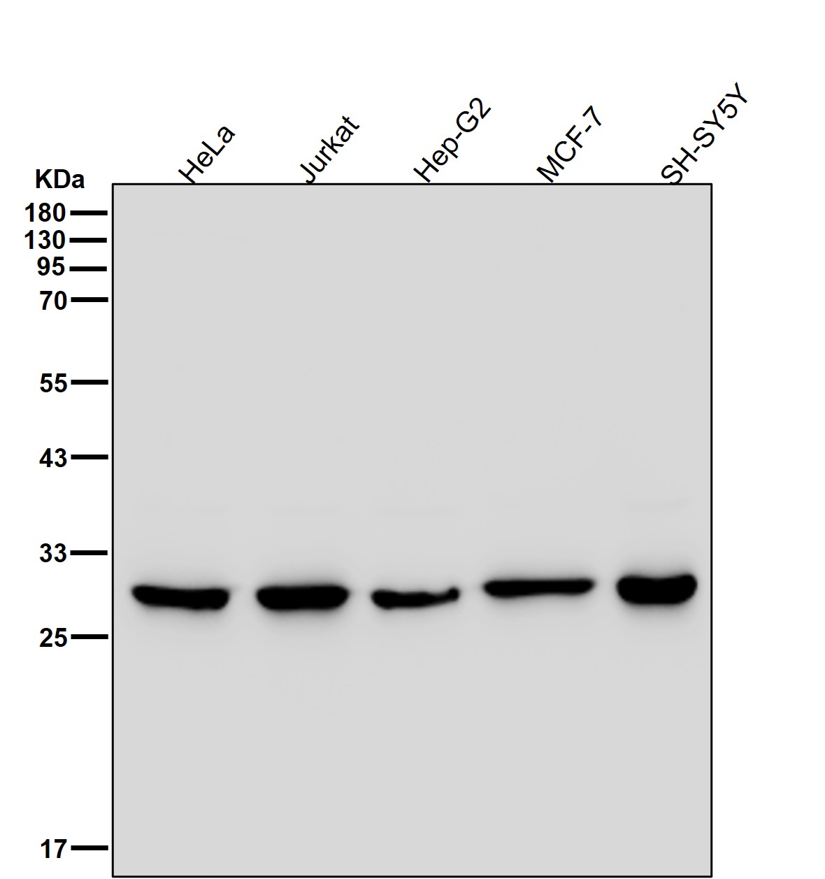 14-3-3 theta Ab