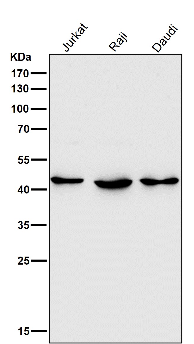 HDAC8 Ab