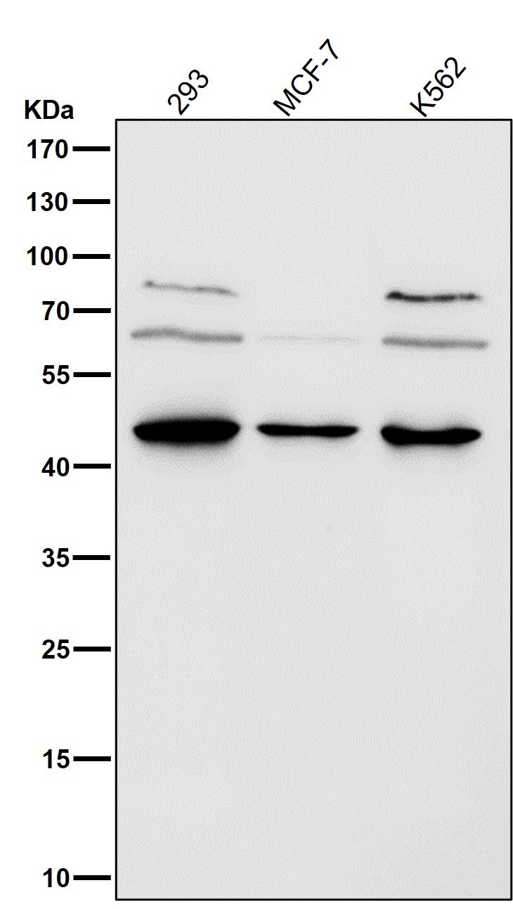 HDAC8 Ab