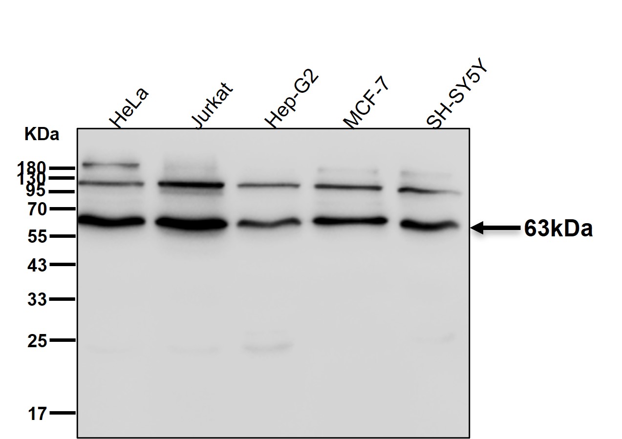 p-CDC6 (S54) Ab