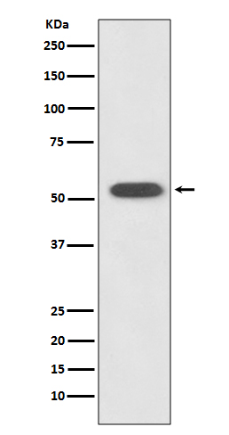 Hsp70 14 Ab