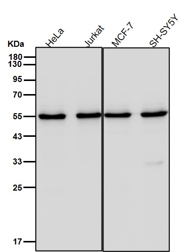 Hsp70 14 Ab