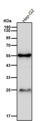 Hsp70 14 Ab