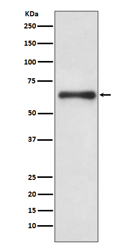 CDC6 Ab