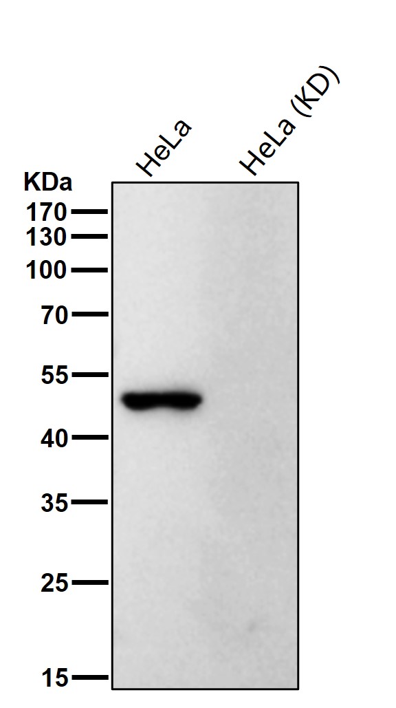 p-CDC37 (S13) Ab