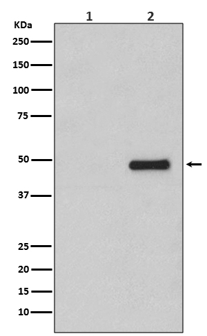 p-CDC37 (S13) Ab