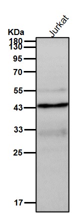 p-CDC37 (S13) Ab