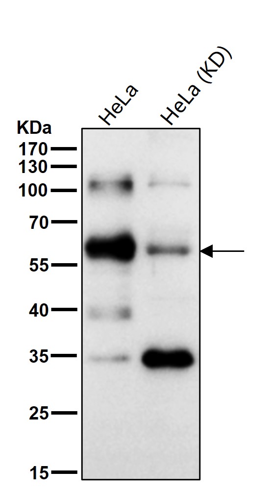 CDC25C Ab