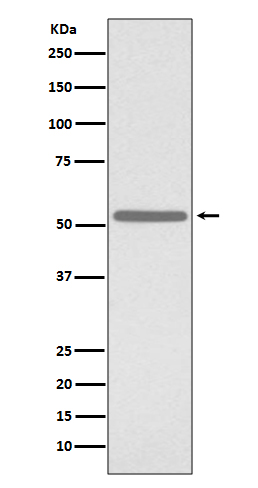 CDC25C Ab