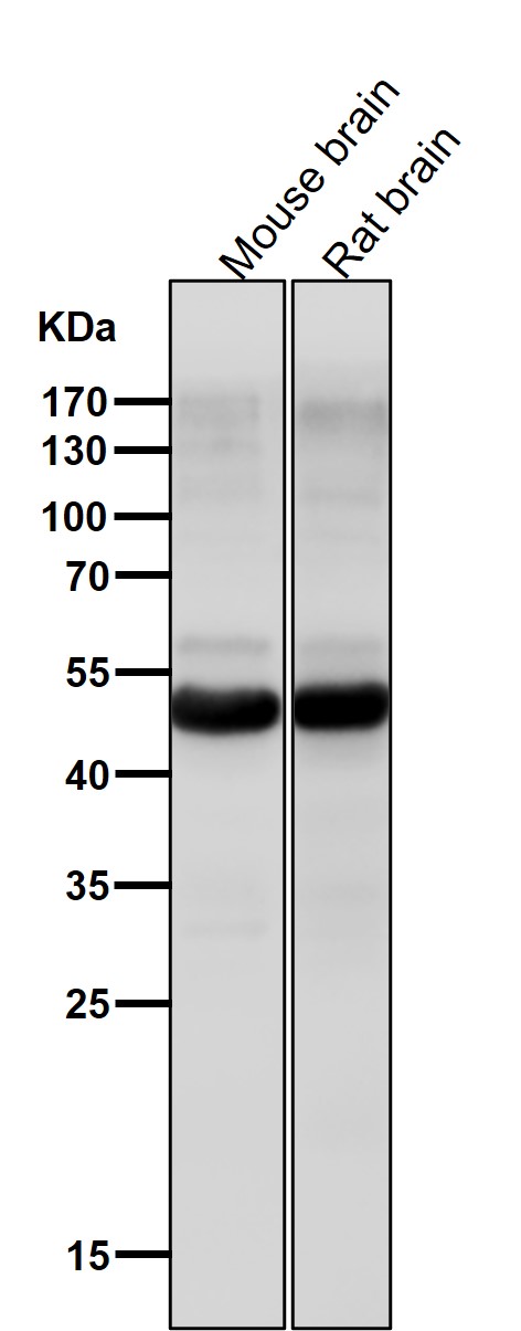 CDC25C Ab