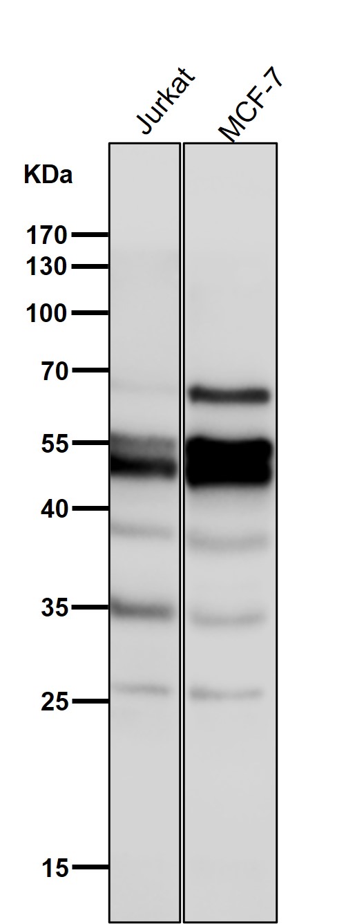 CDC25C Ab