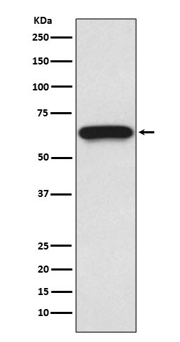 CDC25B Ab