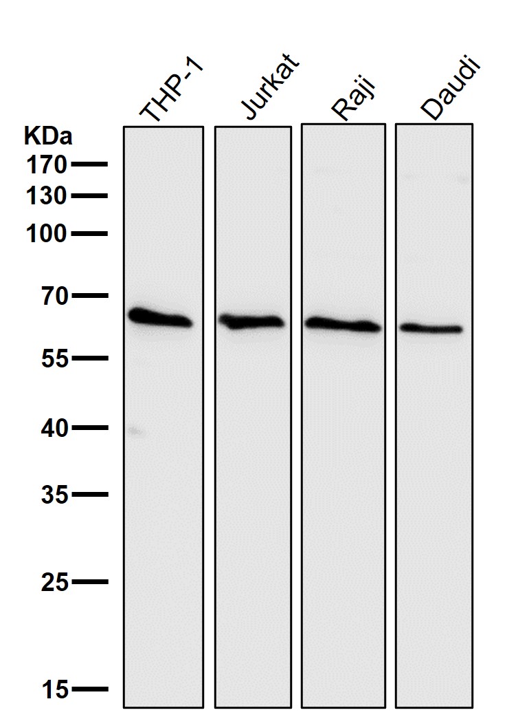 CDC25B Ab