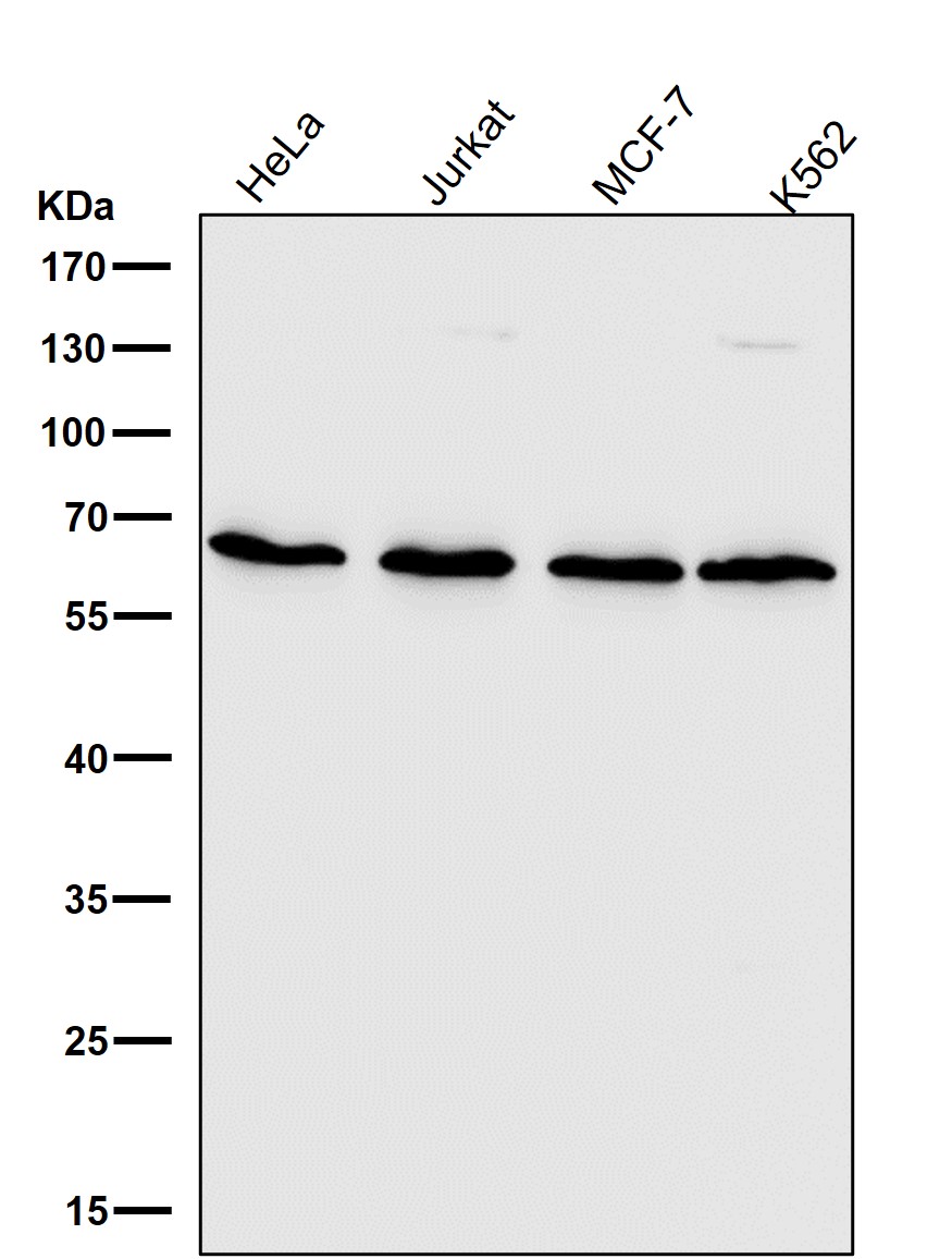 CDC25B Ab