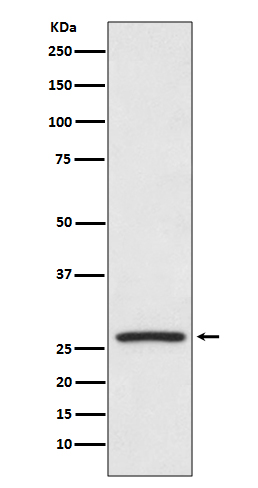 Hsp27 Ab