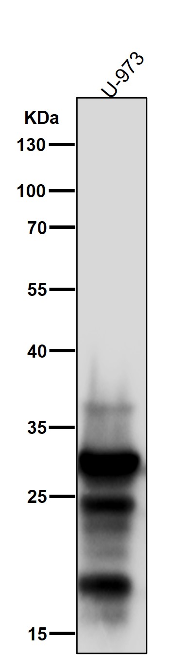 Hsp27 Ab