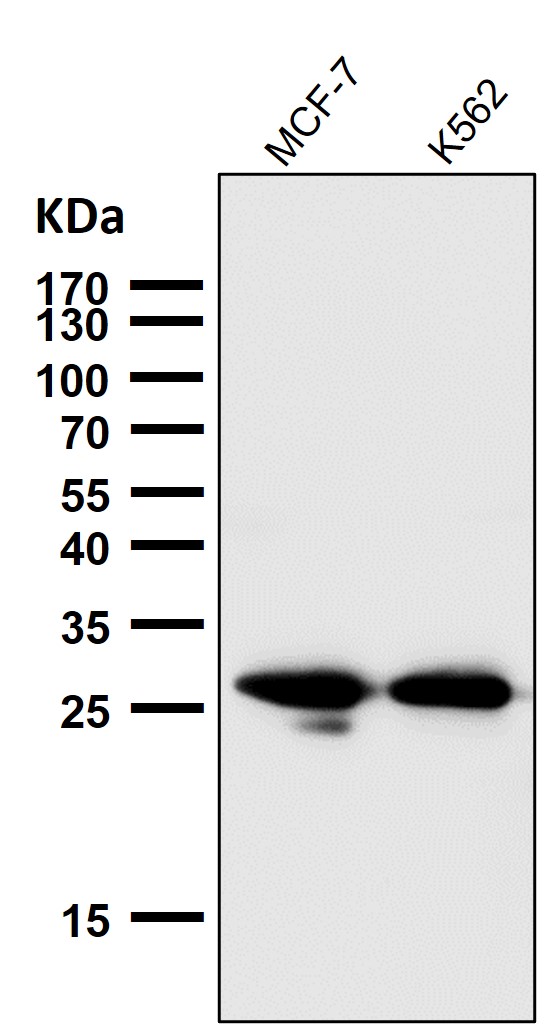 Hsp27 Ab