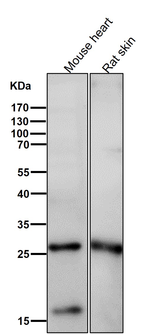 Hsp27 Ab