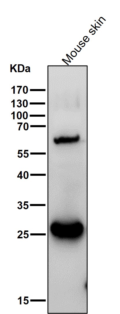 Hsp27 Ab