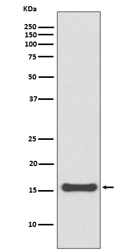 SUMO 4 Ab