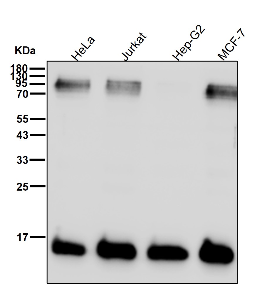 SUMO 4 Ab