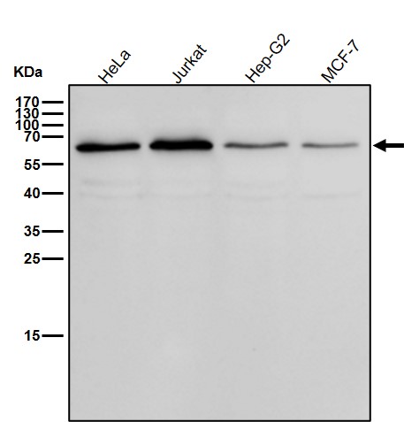 CDC45 Ab