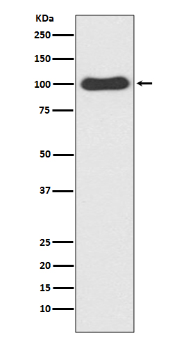 CDC5L Ab