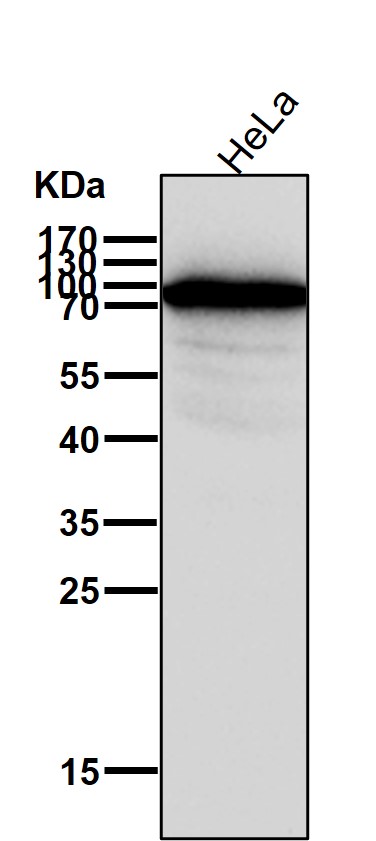 CDC27 Ab