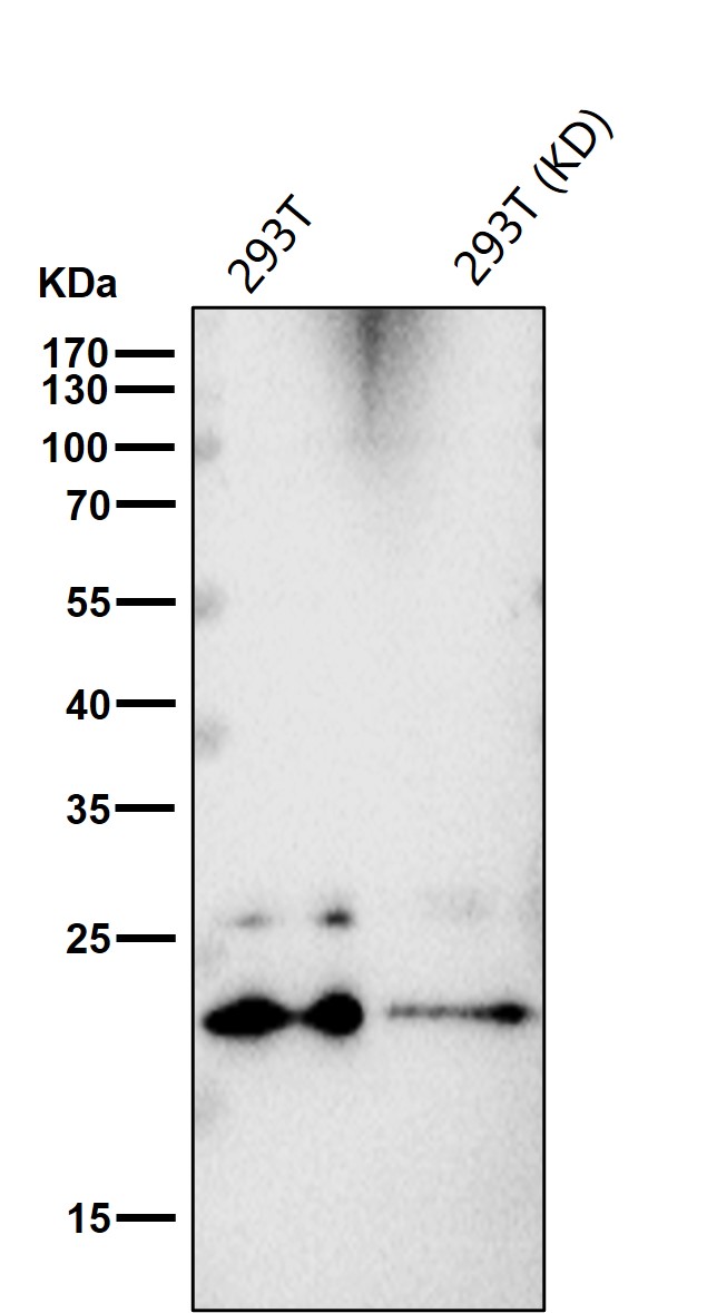 HspB8 Ab