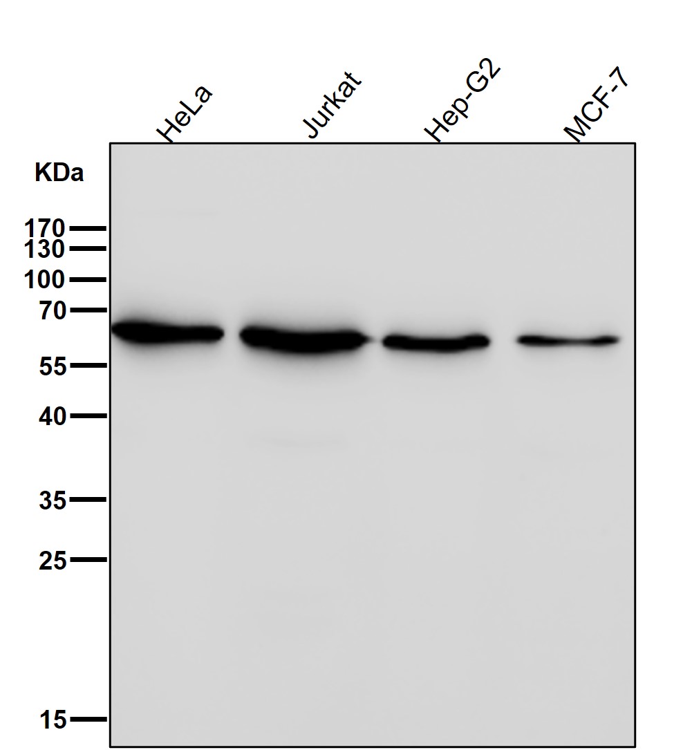 CDC42EP1 Ab