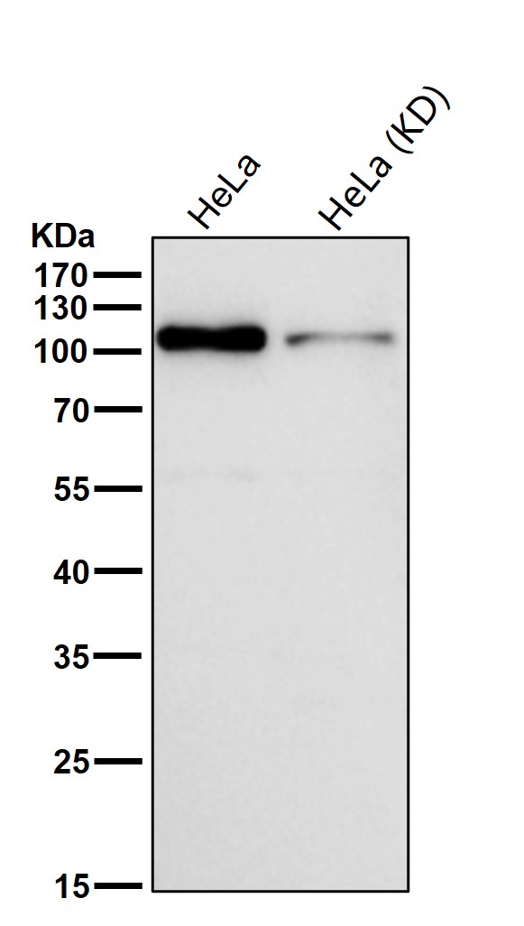 Hsp105 Ab