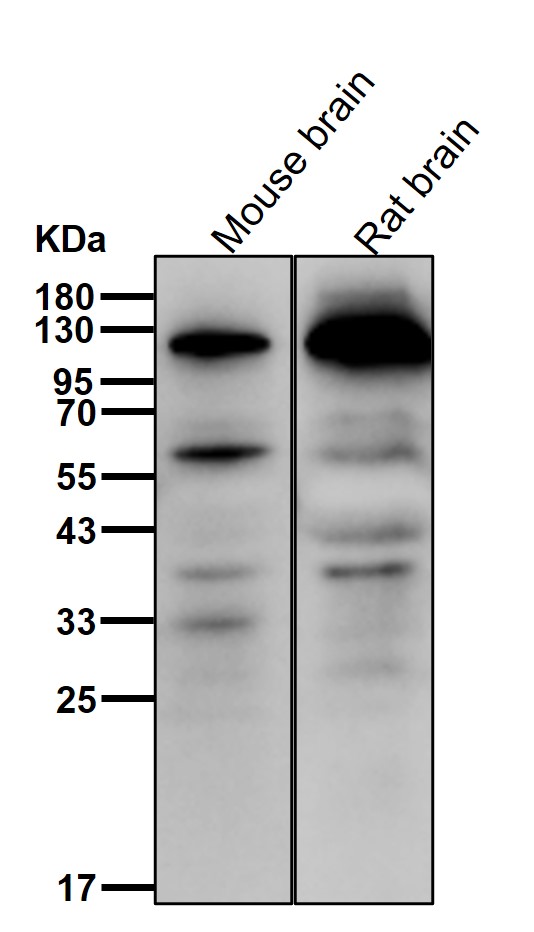 Hsp105 Ab