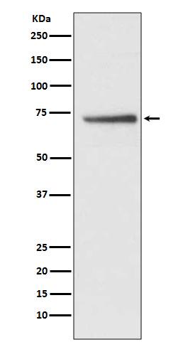 CDC16 Ab