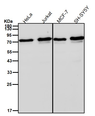 CDC40 Ab