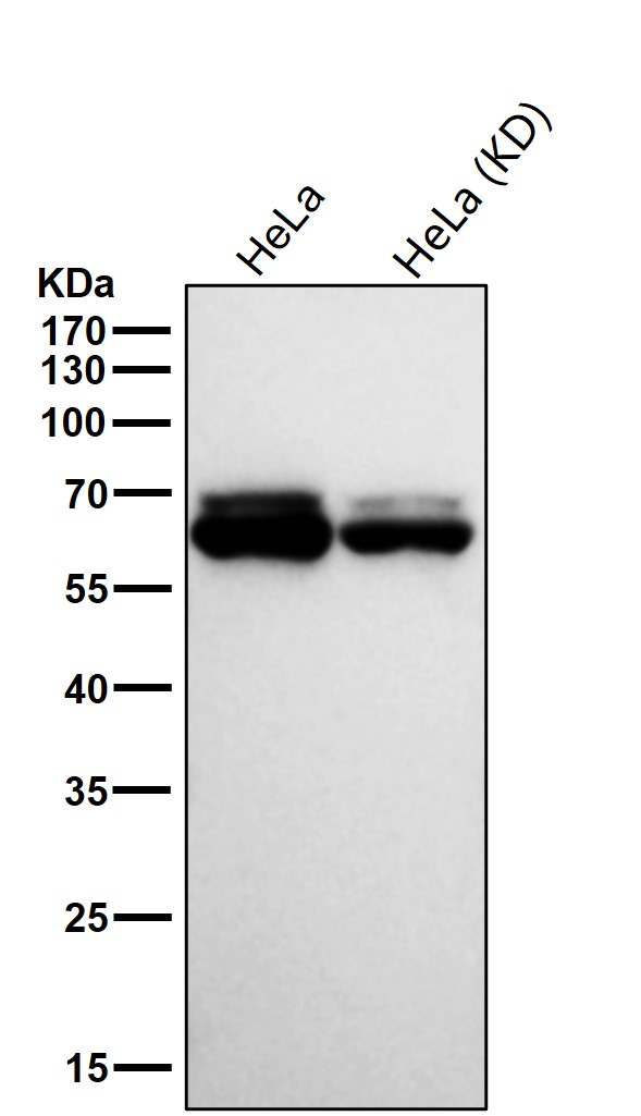 CDC23 Ab