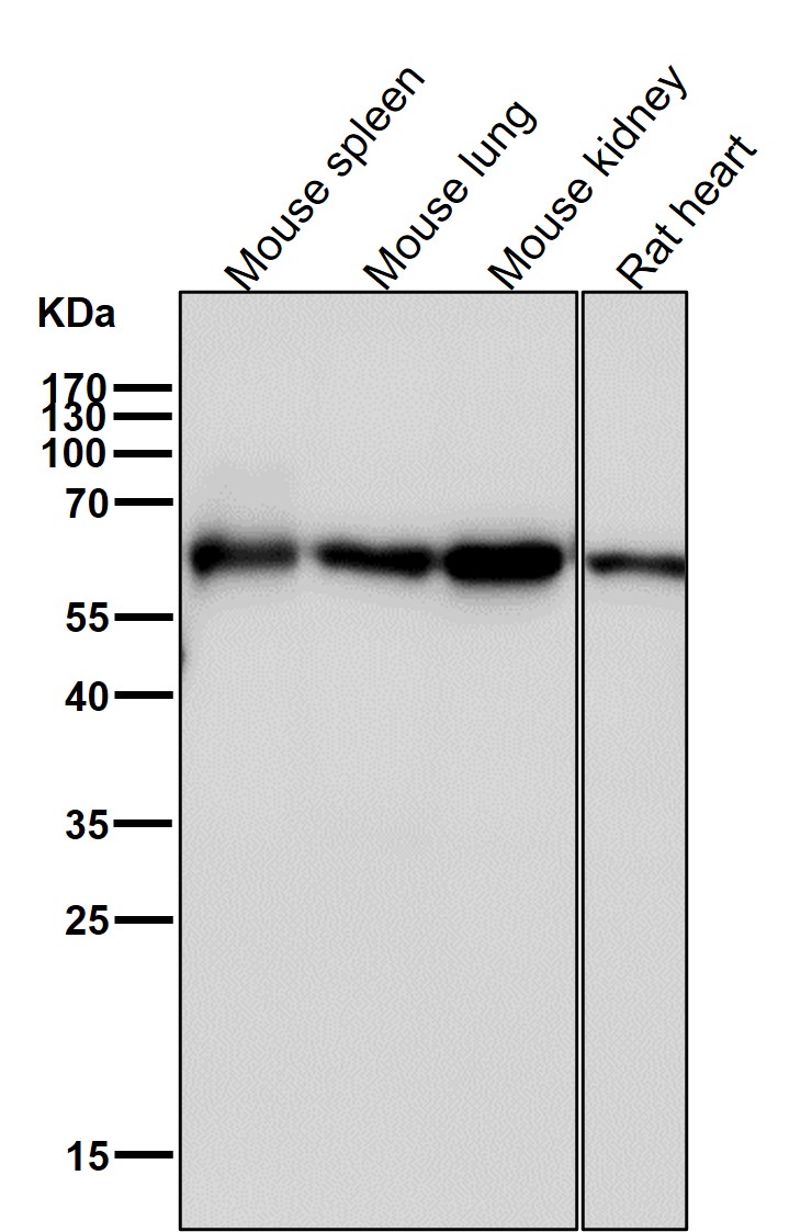 CDC23 Ab