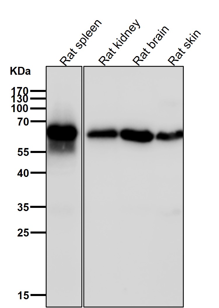 CDC23 Ab