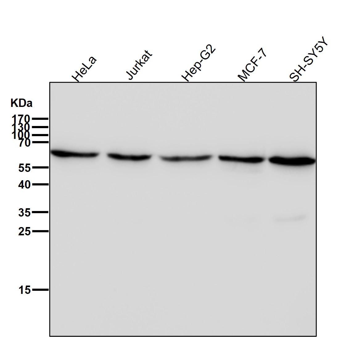 CDC23 Ab