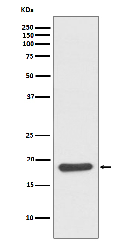 Hsp20 Ab